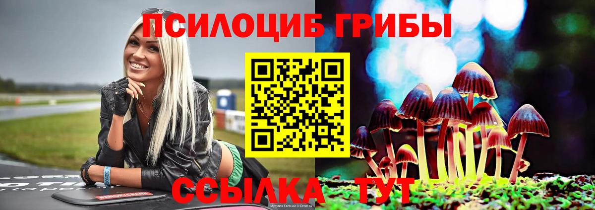 где найти   Псилоцибиновые грибы MAGIC MUSHROOMS  Балашов  Псилоцибиновые грибы мицелий 